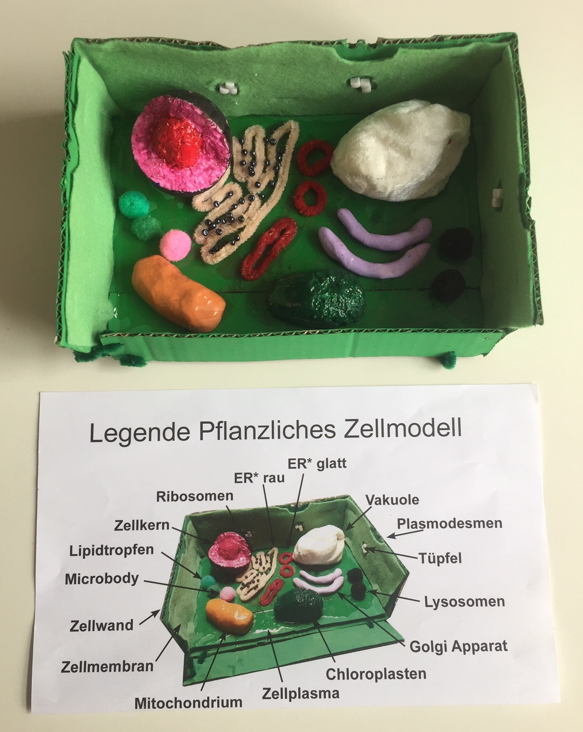 Zellmodell, erstellt im Jahrgang 9